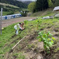 Pflanzaktion Beerenhecken (c) KLAR! Oberes Gericht